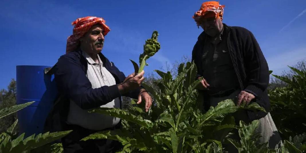 Yıllık hasat 11.000 tonu buluyor: Yağışlar tescilli üründe verimi artırdı 4